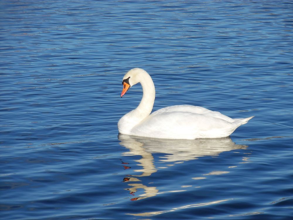 Swimming white swan close up. Free public domain CC0 photo.