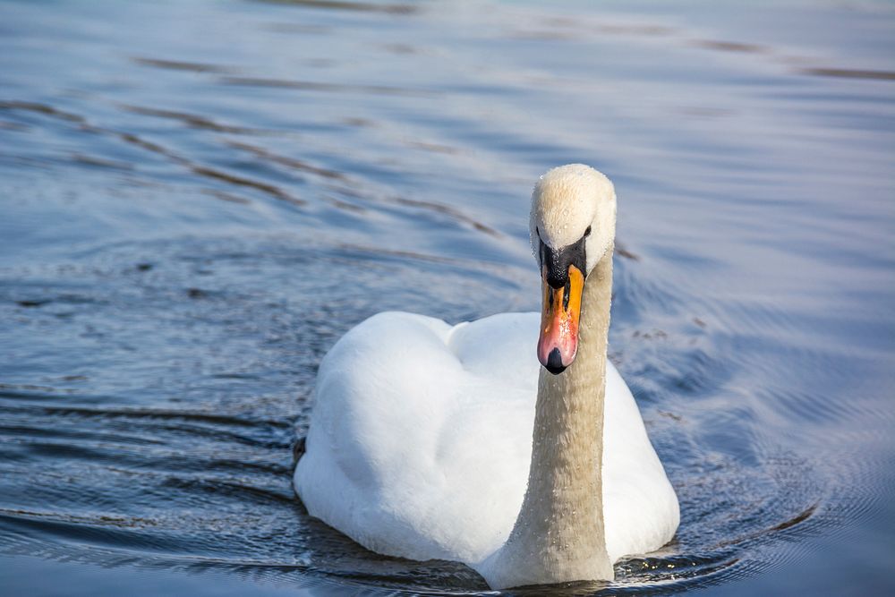 Swimming white swan close up. Free public domain CC0 photo.