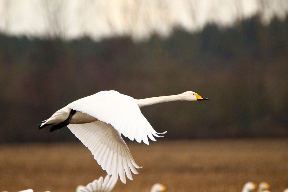 Flying whooper swan close up. Free public domain CC0 photo.