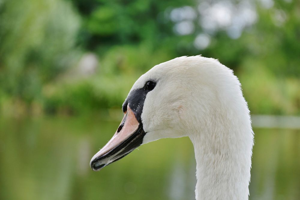 White swan head close up. Free public domain CC0 photo.