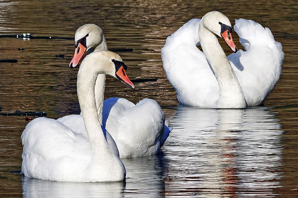 Three white swans swimming together. Free public domain CC0 photo.