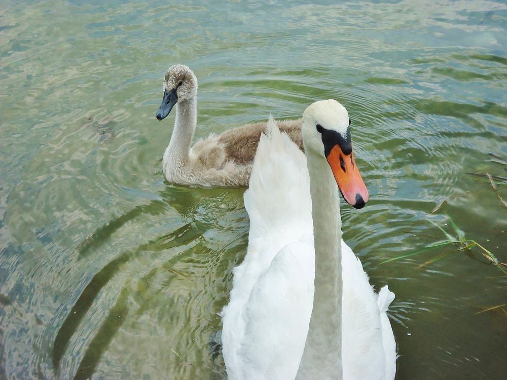 White swan with baby swan. Free public domain CC0 photo.