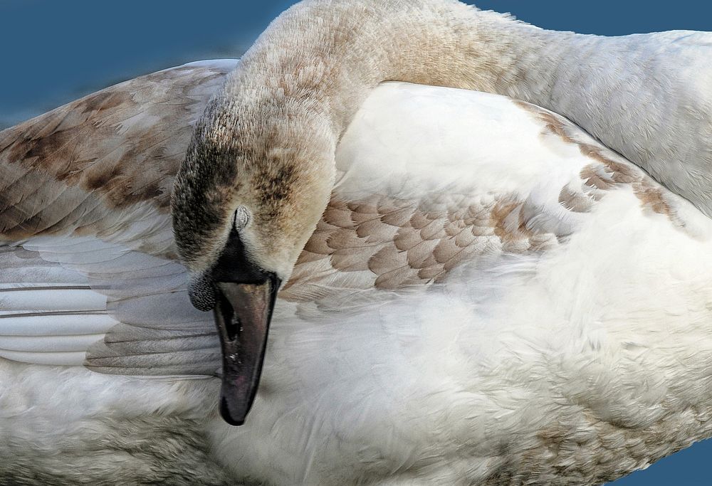 Cute sleeping swan close up. Free public domain CC0 photo.