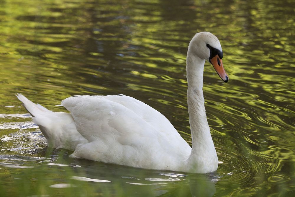 White swan swimming alone. Free public domain CC0 photo.