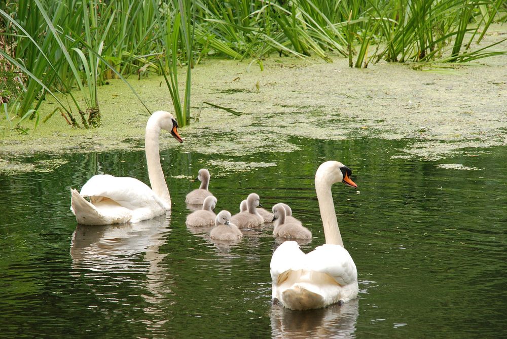 White swans with baby swans. Free public domain CC0 photo.