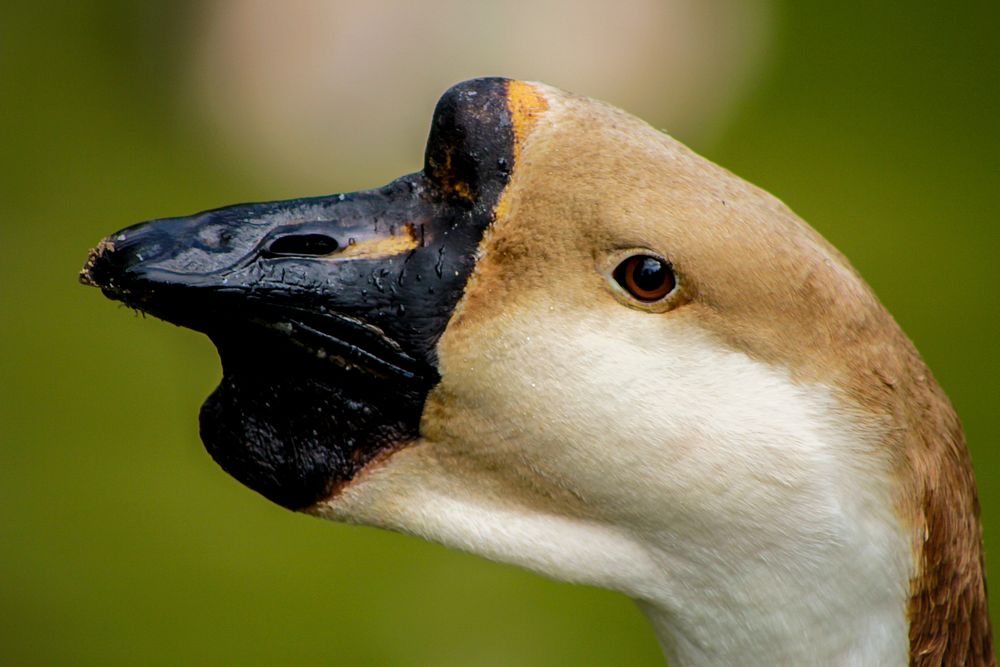 Chinese goose head close up. Free public domain CC0 photo/image.