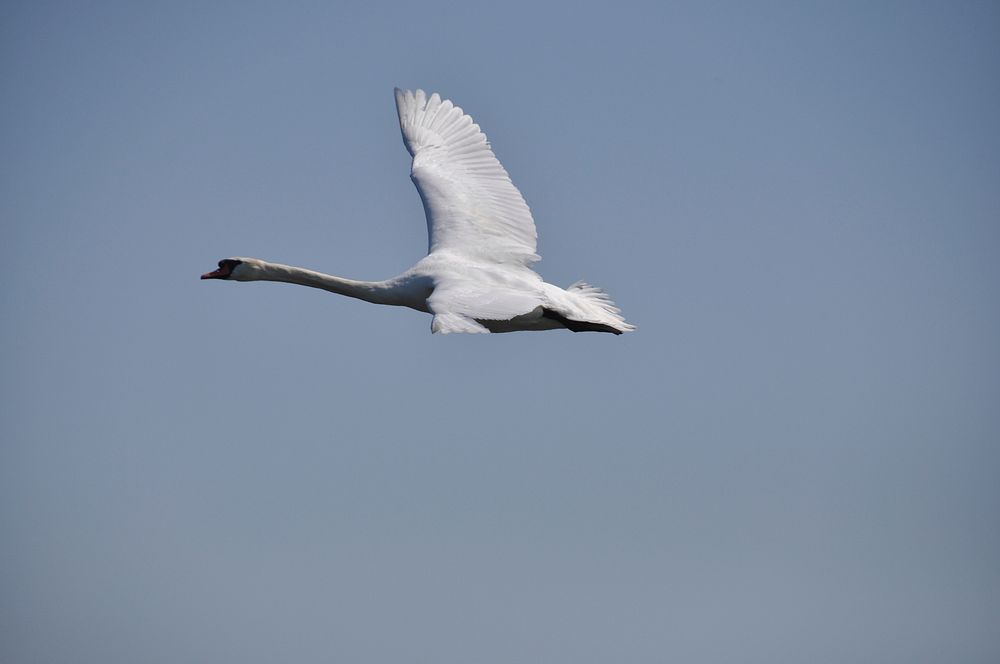 Flying white swan close up. Free public domain CC0 photo.