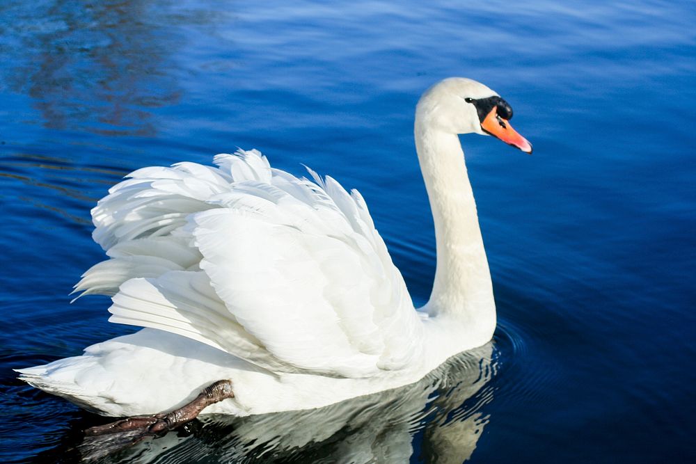 White swan swimming alone. Free public domain CC0 photo.