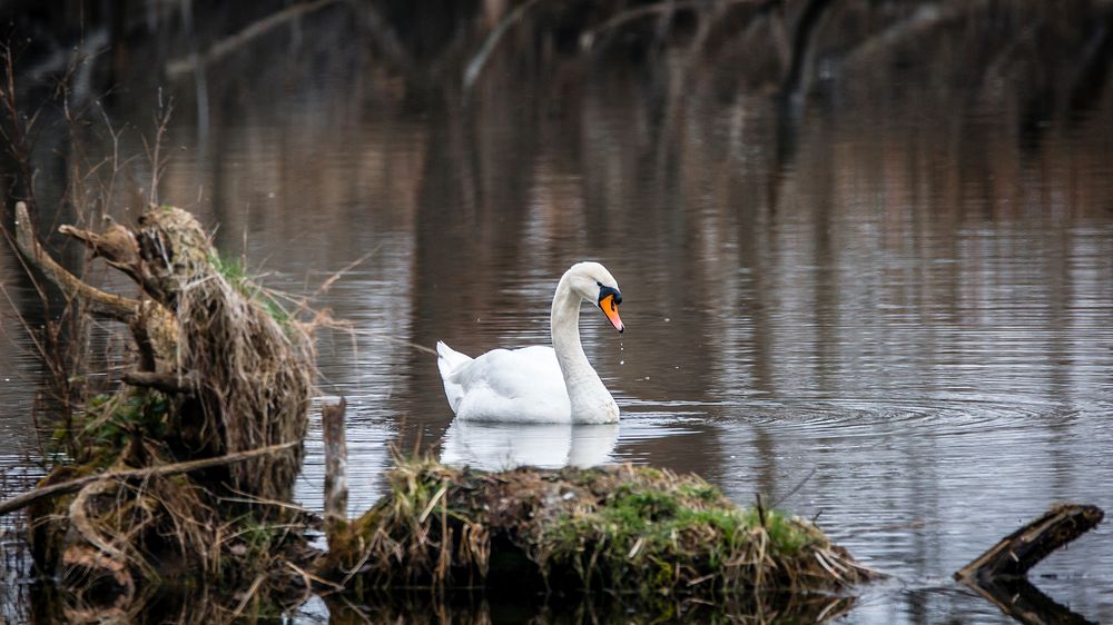 White swan swimming alone. Free public domain CC0 photo.