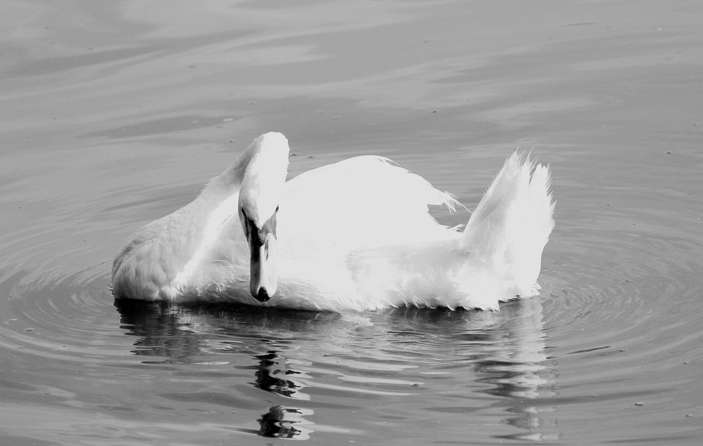 White swan swimming alone. Free public domain CC0 photo.