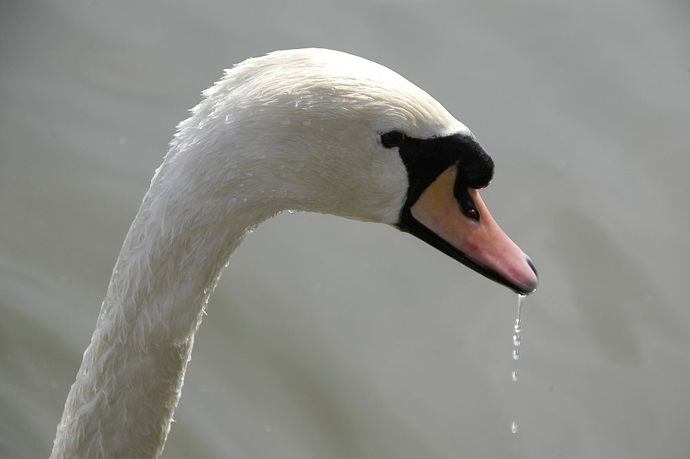 White swan face close up. Free public domain CC0 photo.