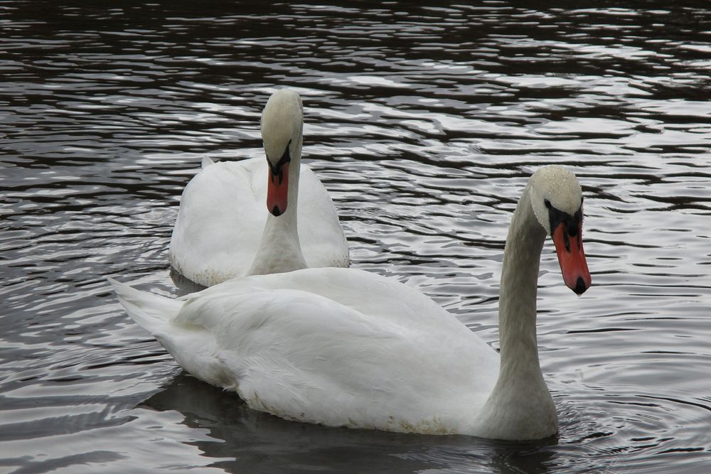 Pair of white swans swimming. Free public domain CC0 photo.