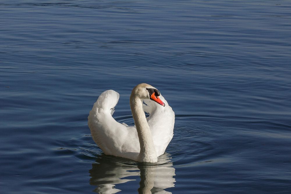 Beautiful white swan swimming alone. Free public domain CC0 photo.