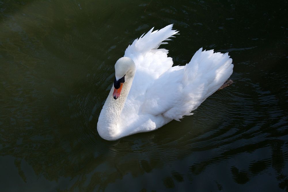 Beautiful white swan swimming alone. Free public domain CC0 photo.