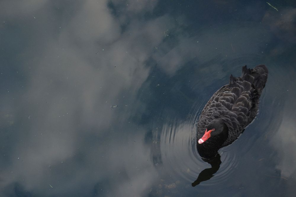 Black swan swimming top view. Free public domain CC0 photo.