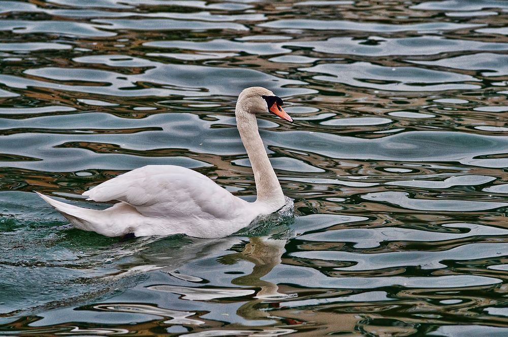 Swimming white swan close up. Free public domain CC0 photo.