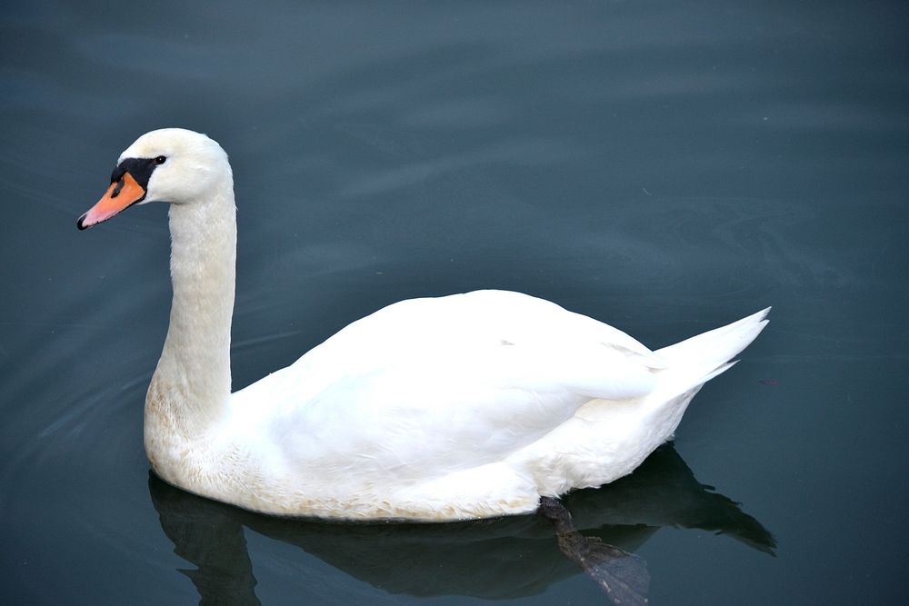 Swimming white swan close up. Free public domain CC0 photo.