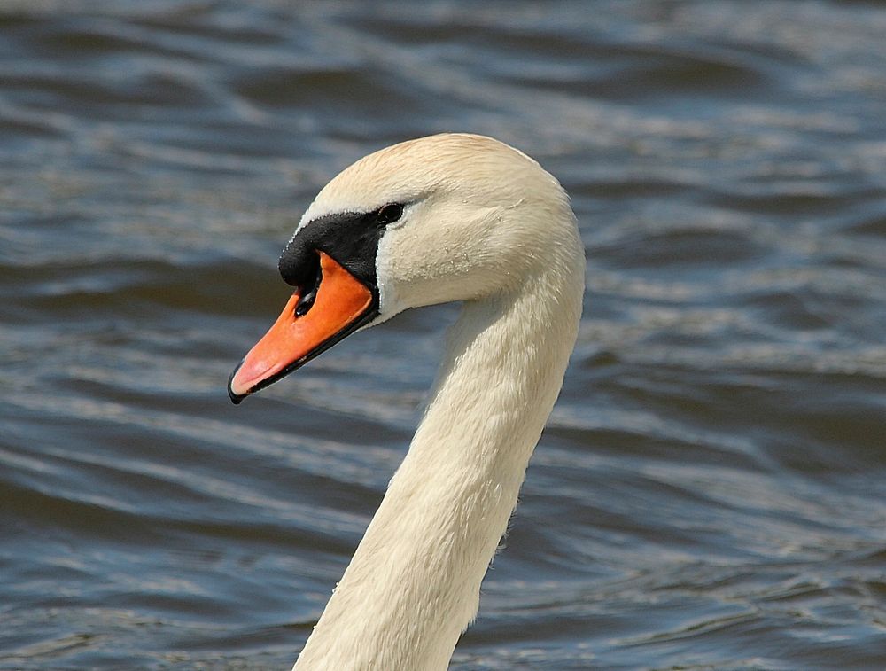 White swan face close up. Free public domain CC0 photo.