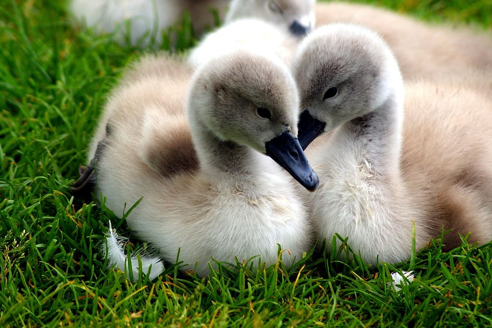 Cute cuddling baby swans cygnet. Free public domain CC0 photo.