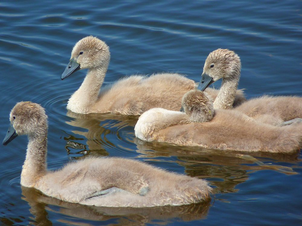 Cute baby swans close up. Free public domain CC0 photo.