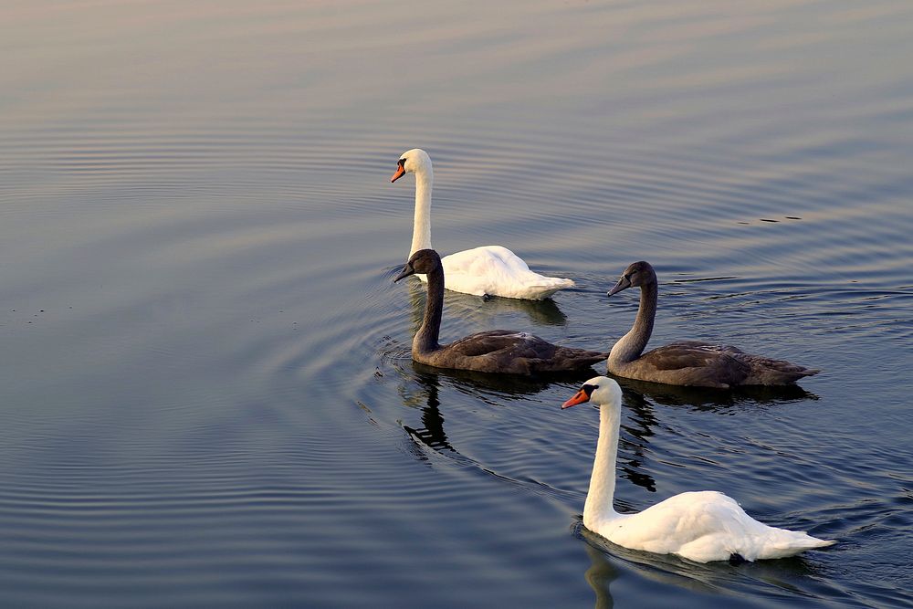 White and black swans swimming. Free public domain CC0 photo.