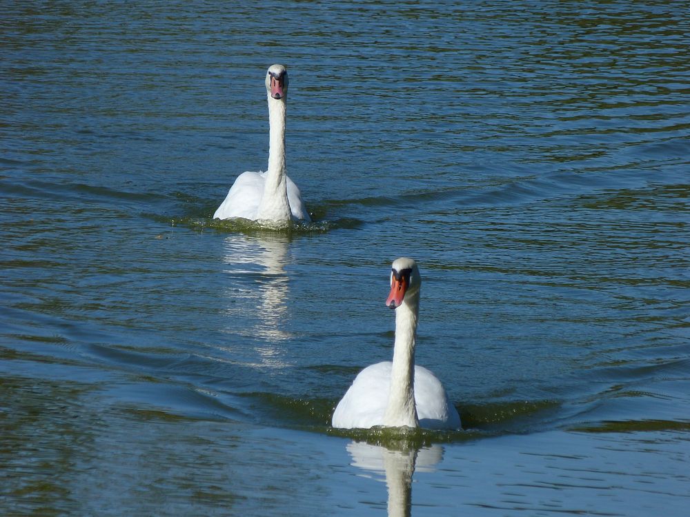 Two white swans swimming together. Free public domain CC0 photo.