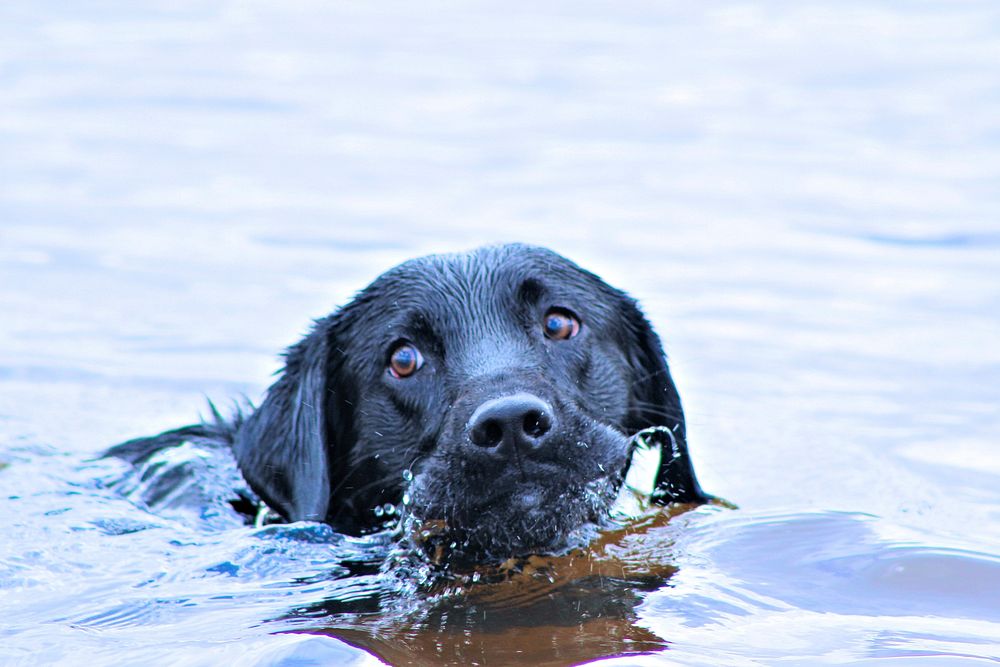 Black dog swimming. Free public domain CC0 photo.