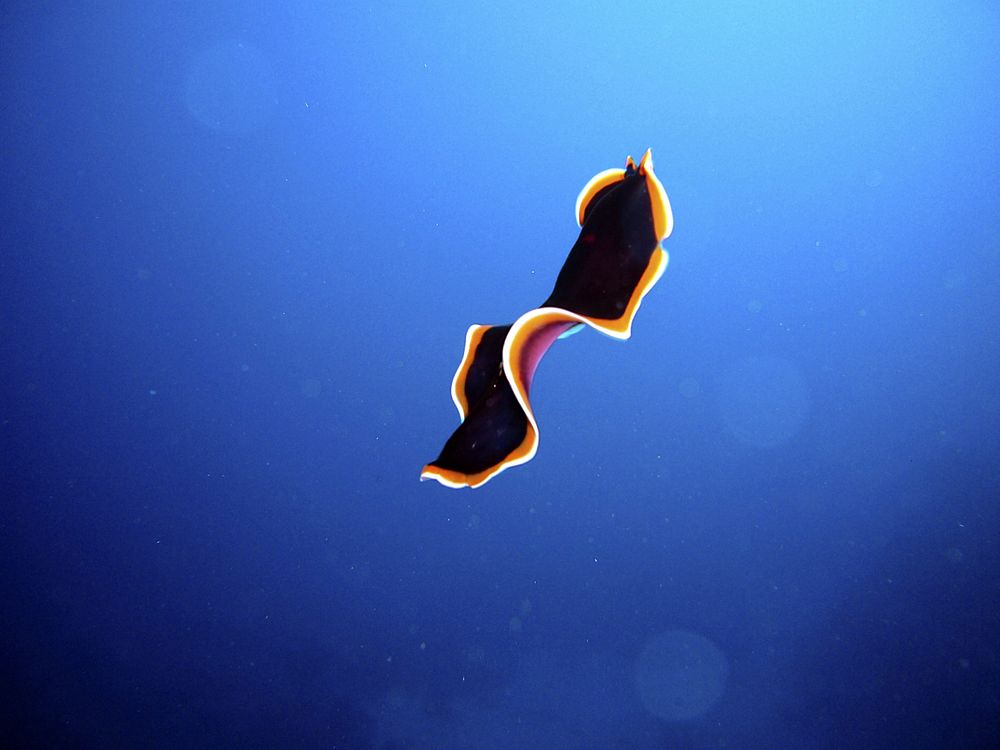 Swirl worm underwater. Free public domain CC0 image.