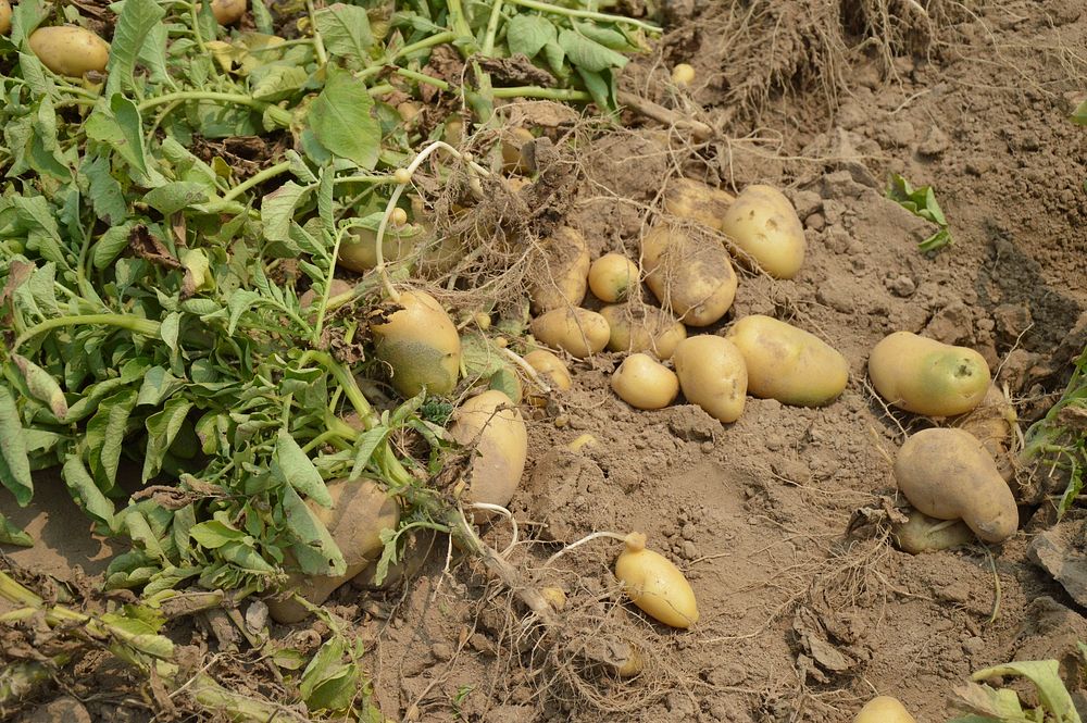 Harvesting potatoes. Free public domain CC0 photo.