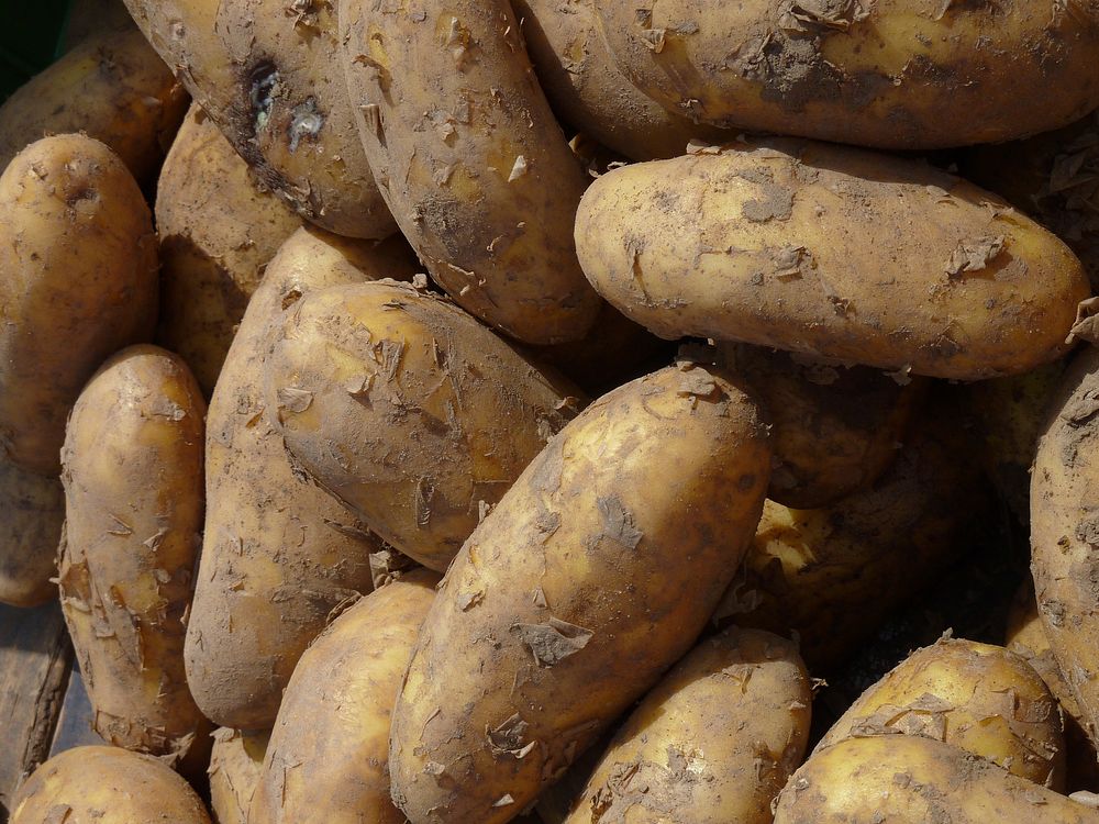 Raw potatoes. Free public domain CC0 image