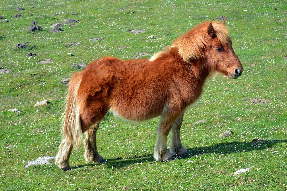 Shetland pony, horse image. Free public domain CC0 photo.