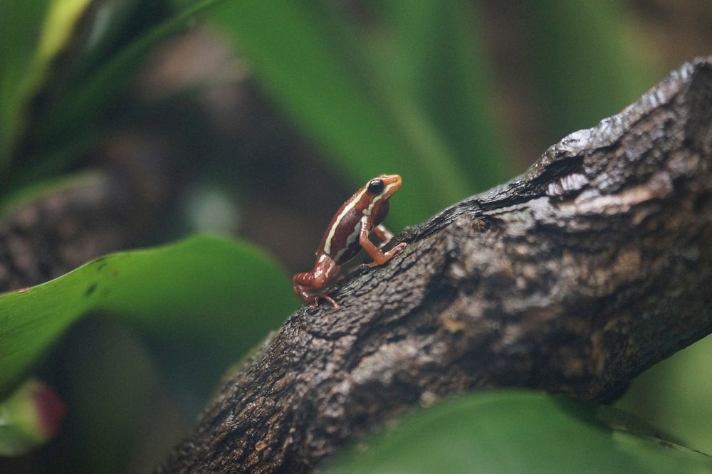 Small frog, animal photography. Free public domain CC0 image.