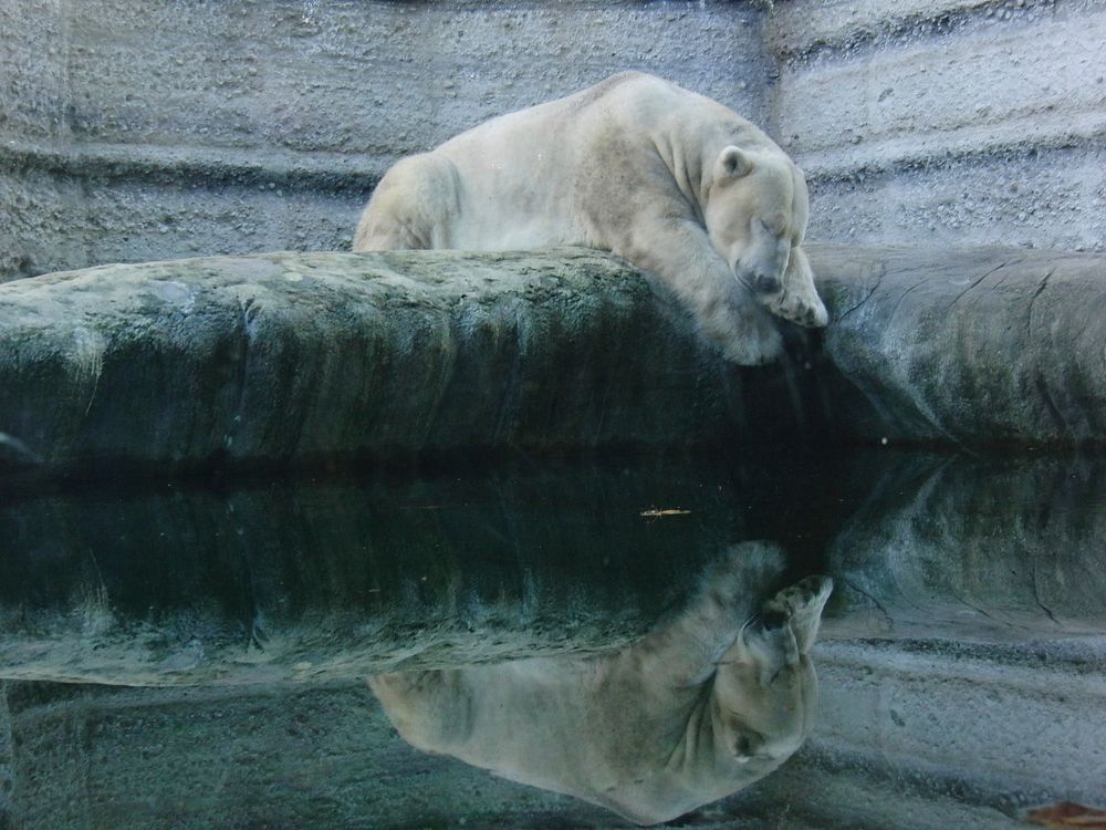 Polar bear. Free public domain CC0 photo.