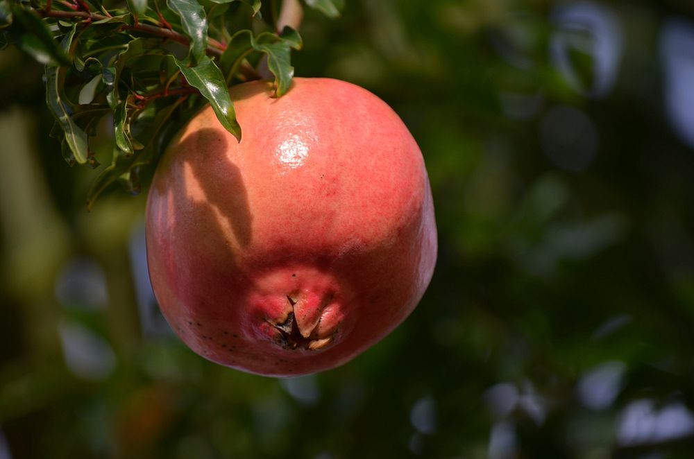 Pomegranate growing on tree. Free public domain CC0 photo.