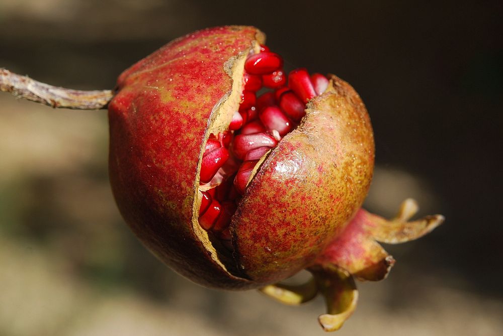 Fresh open pomegranate fruit. Free public domain CC0 image. 