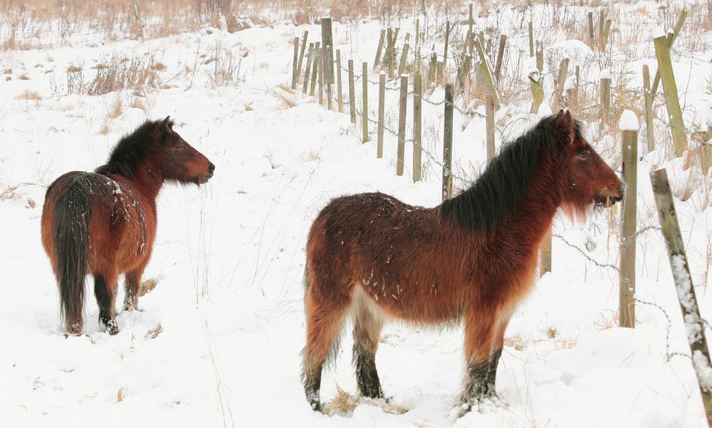 Ponies in winter, animal photography. Free public domain CC0 image.