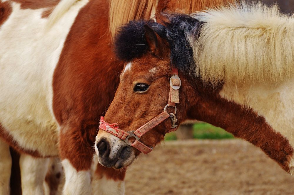 Cute pony, animal photography. Free public domain CC0 image.