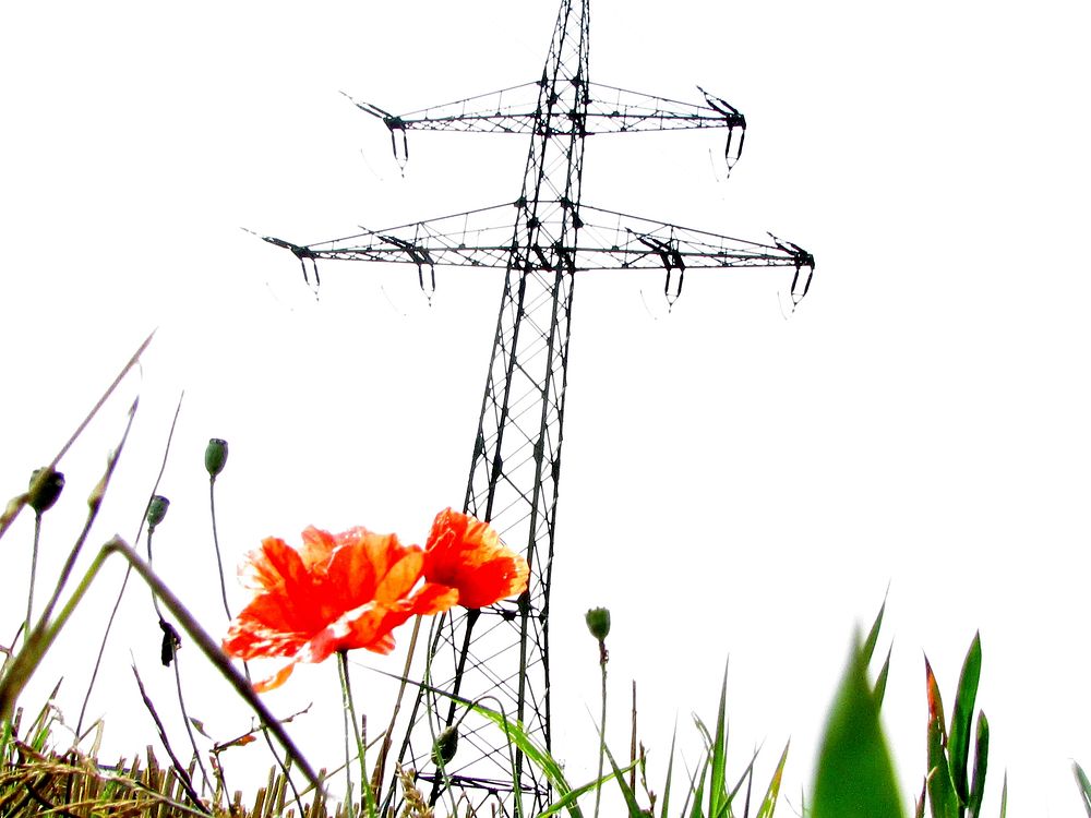 red-poppy-field-free-public-free-photo-rawpixel