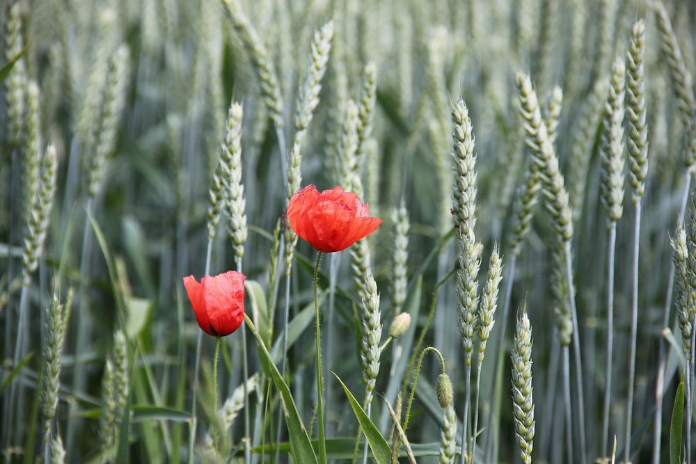 Red poppy background. Free public domain CC0 image.