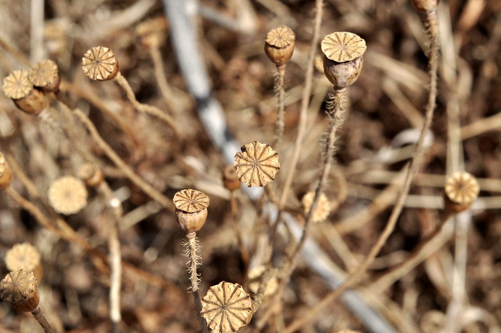 Poppy encapsulate. Free public domain CC0 photo.