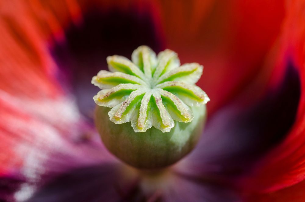 Opium background. Free public domain CC0 image.