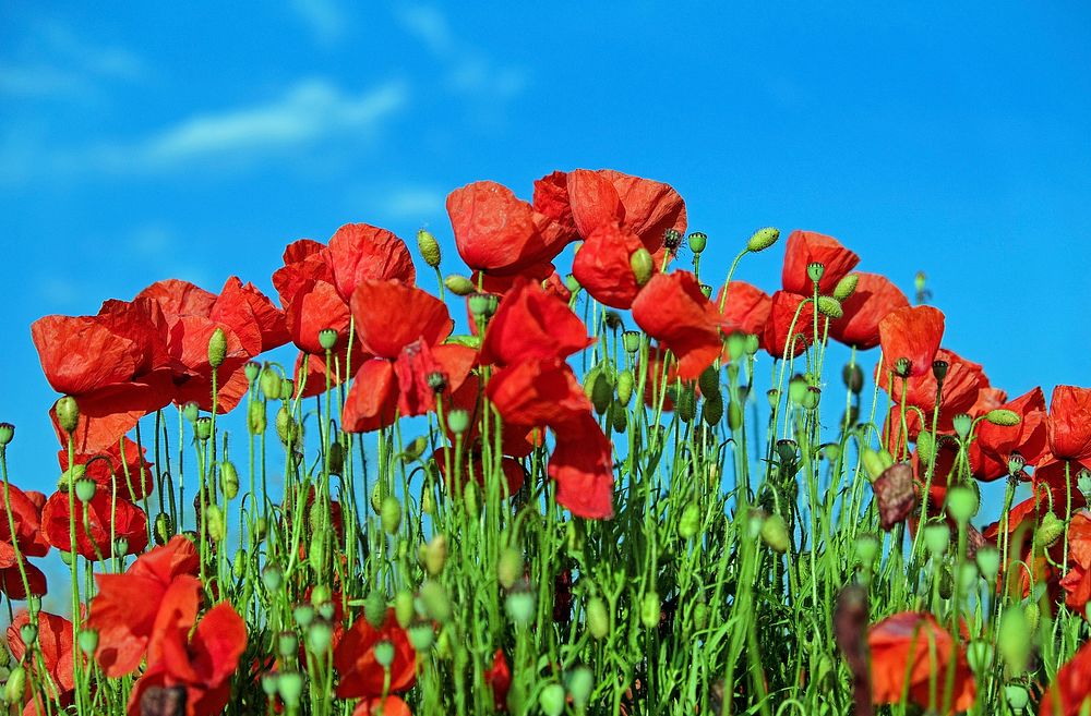 Red poppy field. Free public domain CC0 image.