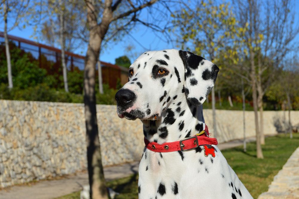 Dalmatian with red collar. Free public domain CC0 photo.