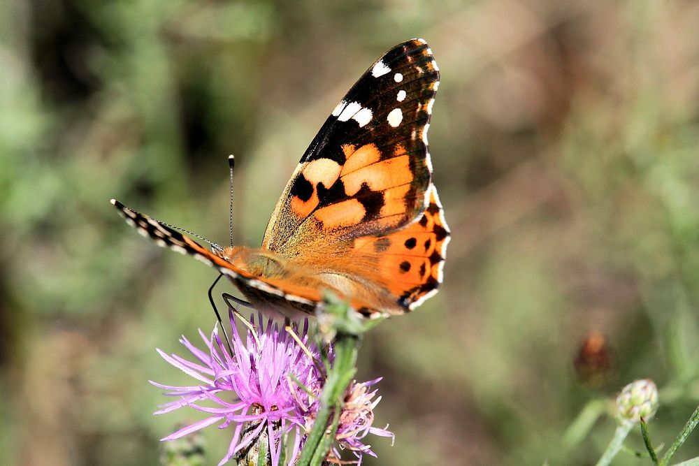 Butterfly on flower. Free public domain CC0 photo.