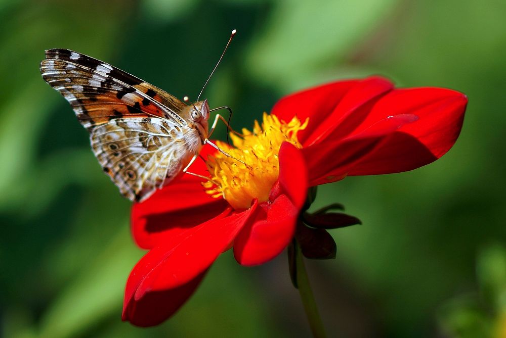 Butterfly on flower. Free public domain CC0 photo.