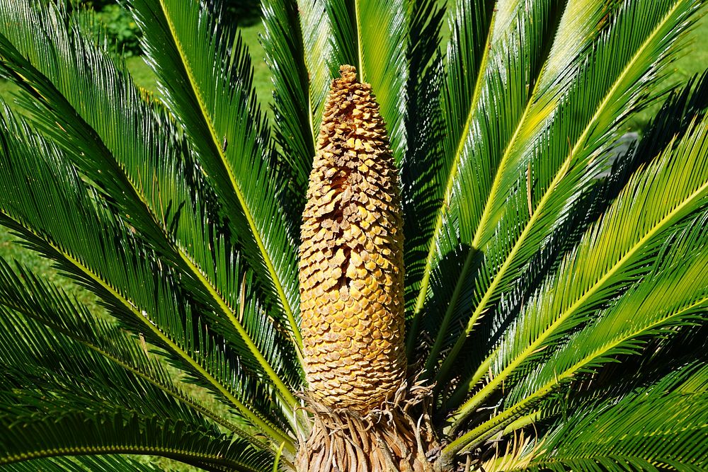 Closeup on palm tree plant. Free public domain CC0 image.