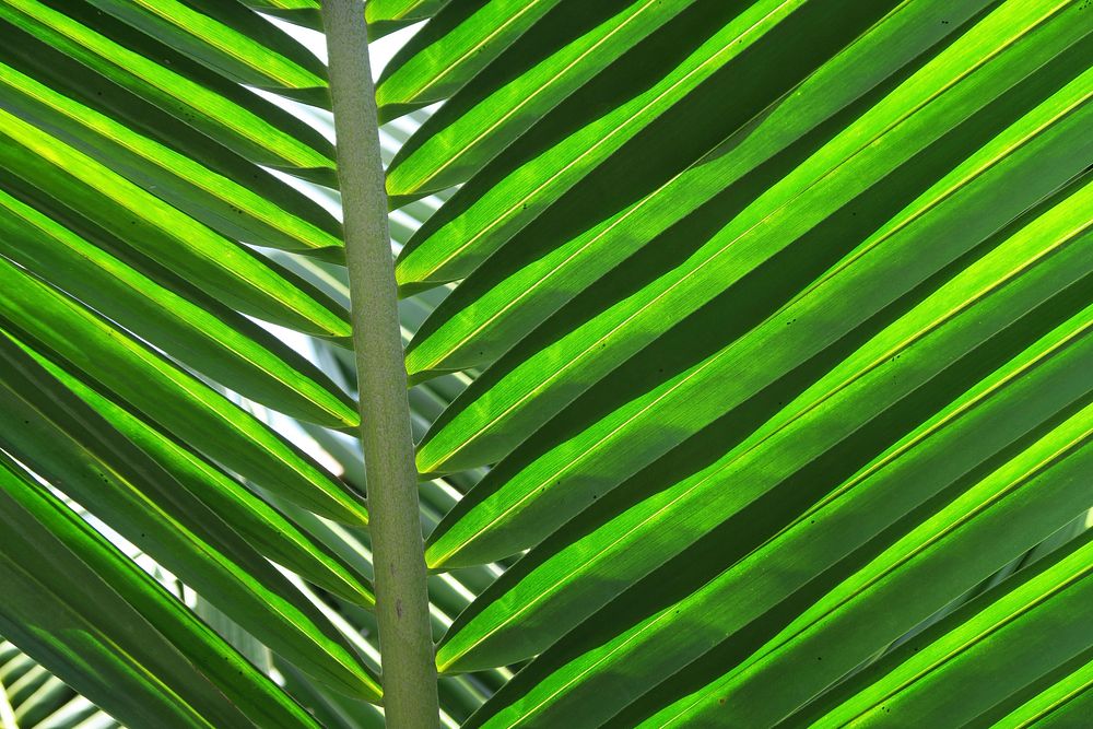 Palm leaf close up. Free public domain CC0 photo.