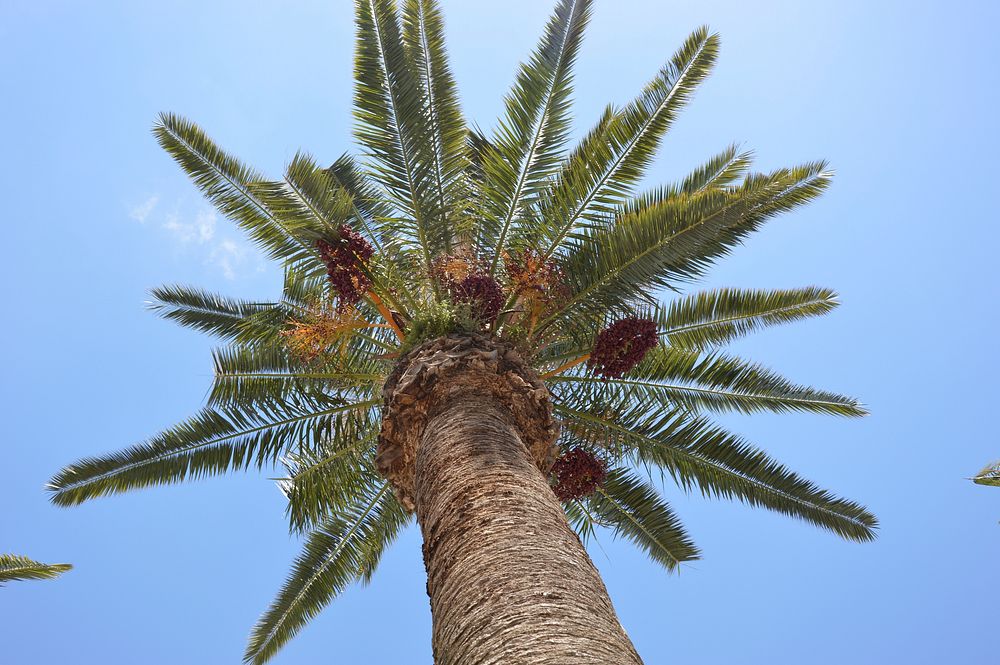 Palm tree from below. Free public domain CC0 photo.