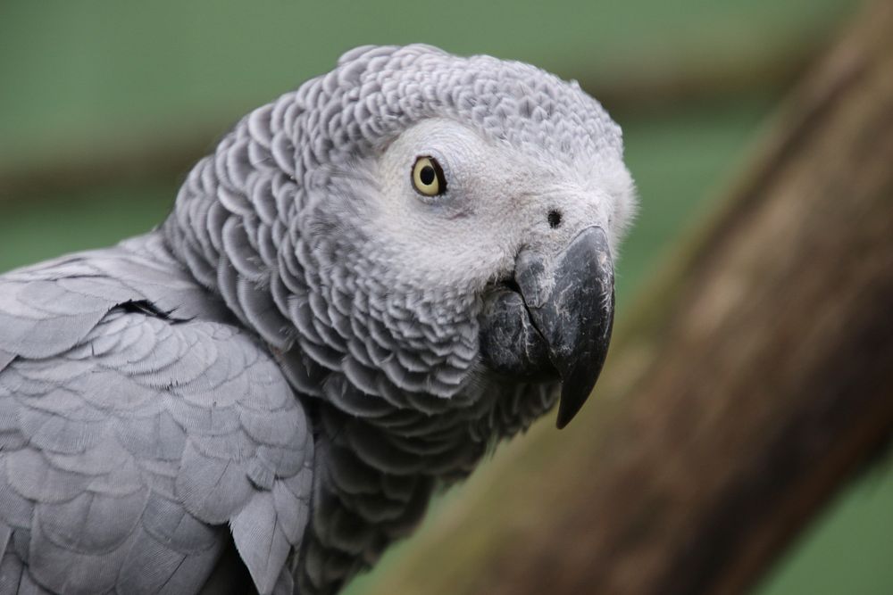 African grey parrot bird. Free public domain CC0 image.