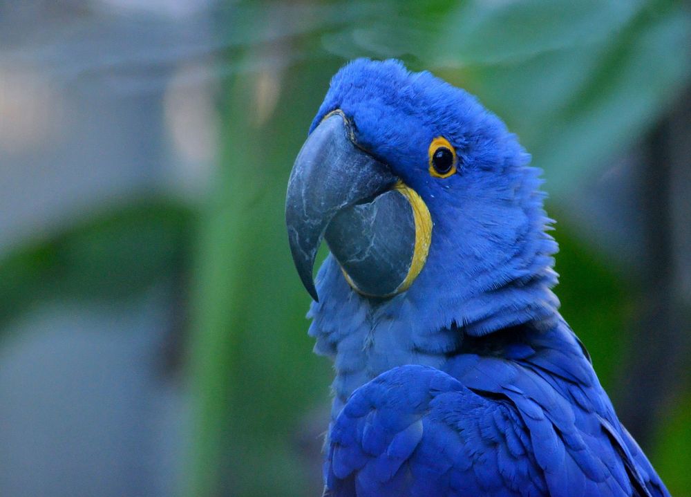 Hyacith Macaw bird photo. Free public domain CC0 image.